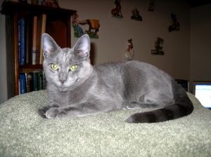 Russian Blue kitten